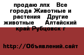 продаю лпх - Все города Животные и растения » Другие животные   . Алтайский край,Рубцовск г.